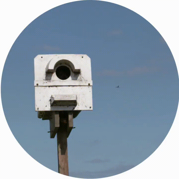 Second Image Owl
